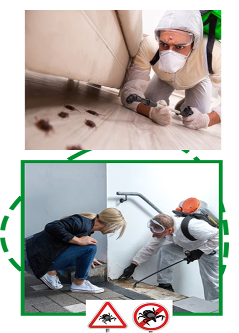 Rat removal mineola-pest-inspection